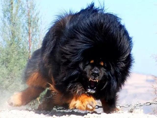 鬼獒vs狮子，如果藏獒之王单挑猫科一哥，谁会活到最后呢？