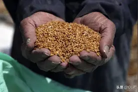 “粮补”再次发放，这次是100亿，哪些人可领取？看看你能领多少图片