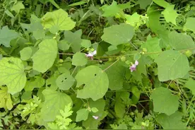 花型酷似桃花，老人称为“万年解毒王”，没想到它的价值这么高图片