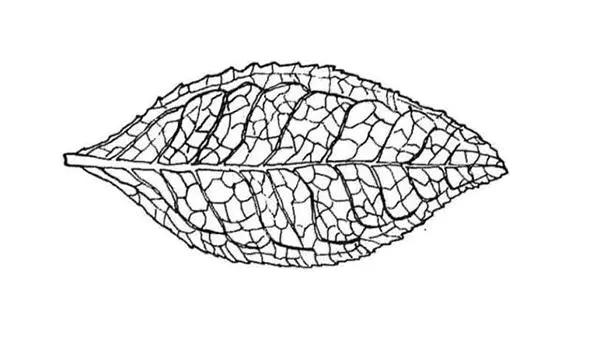 千万别小瞧了天天喝的茶，所有的树叶都能制茶吗？茶叶树叶的区别