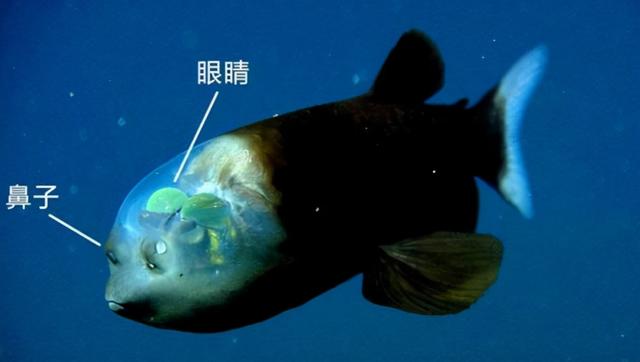 美国深海拍到“怪鱼”，看上去让人触目惊心，是海洋污染的产物？