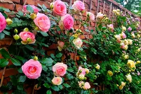 耐晒性强的6种月季，夏季高温花型、花色也很美，关键很勤花图片