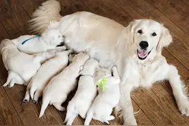 宠物店不会告诉你的，实用的幼犬喂养小知识！图片