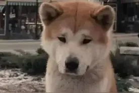 八公原型：主人死后曾遭虐待，车站苦等10年后病死，与主人同葬图片