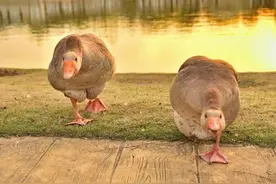 蛇为什么会怕鹅？翻遍大量资料，终于找到了答案图片