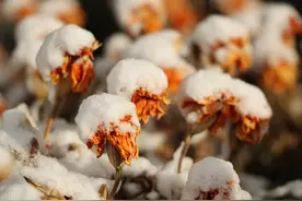 雅泰牧歌 | 冬季寒冷又干燥，多喝羊奶身体好！图片