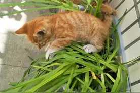 发誓再也不养猫咪了图片