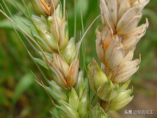 小麦灌浆期高产管理技术，冲刺小麦高产