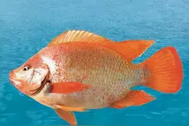 放生也有规定 好心勿办坏事图片