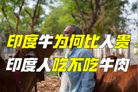 印度人到底吃不吃牛肉？深度解析印度圣牛观，并不全是宗教原因图片