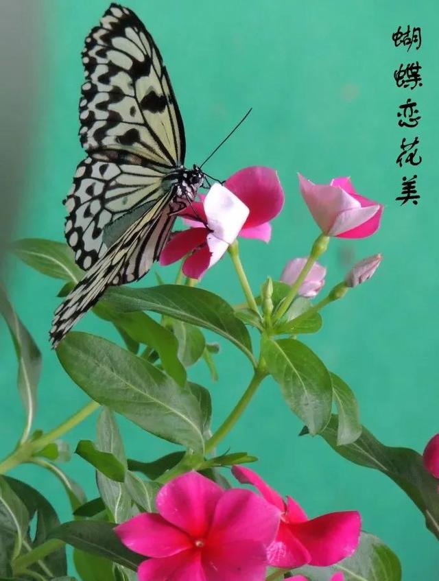 漂亮的花蝴蝶美图88幅.