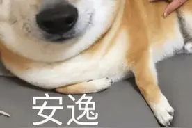 网友拍到了“四脚真龙”，这龙怎么狗里狗气的……图片