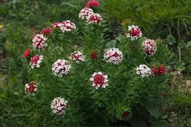 草原上最美的花却最狠毒，牛羊都怕它，人们给它取毒药的名字狼毒图片