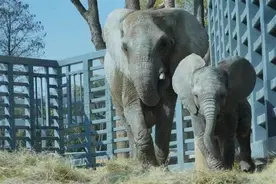 25岁非洲象高龄产子，武汉动物园邀您为小家伙取名图片