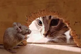 为什么很多人发现，老鼠变得越来越少了？老鼠真的“隐退”了吗？图片