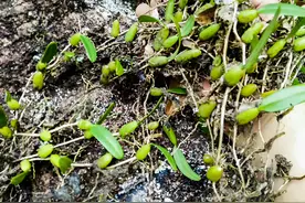 被老人称为“咳嗽草”，又有草中金子之称，比得上人参，不可轻视图片