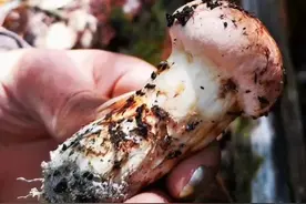 松茸，一个神奇的菌种，你不知道的人间美味，值得你深藏图片