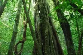 “立春〞修身养性明德图片
