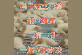 鸭子，站立不稳，翻个瘫痪，一瘸一拐，一招帮你解决#养鸭...图片