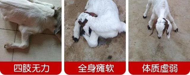 全身软瘫、卧地不起，2-5天死亡！这个方法成功率99%！软瘫不再愁