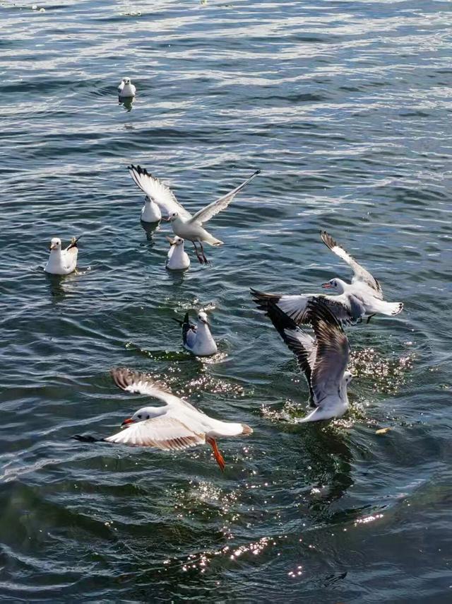 走！去大理观鸥