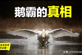 为什么动物都怕鹅？有鹅的地方没有蛇？大鹅的真实面貌超出你想象图片