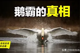 为什么动物都怕鹅？有鹅的地方没有蛇？大鹅的真实面貌超出你想象图片