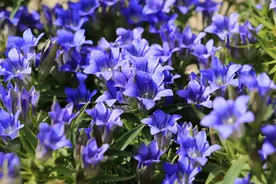 耐寒又耐热的龙胆花，盆栽地栽都好，特别容易开爆盆图片