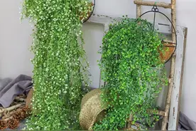 喜欢养花的人是什么性格？这5点，你至少占一条图片