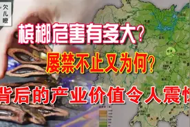 槟榔危害有多大？屡禁不止又为何？背后的产业价值令人震惊图片
