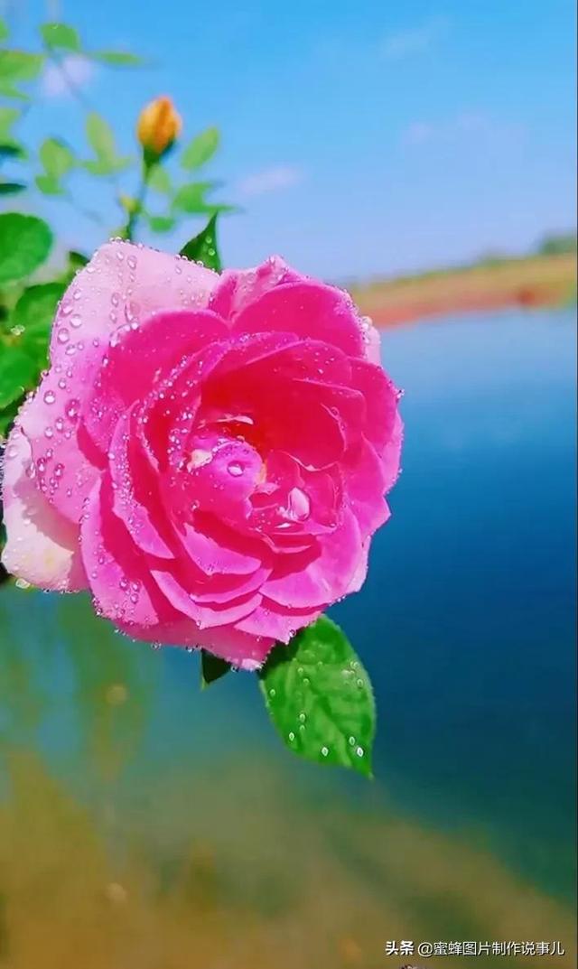 壁纸美图，五颜六色的鲜花，赏心悦目，美醉了