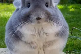 除了猫和狗之外，9种适合家养的小宠物，有你喜欢的吗？图片