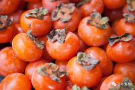 文化和自然遗产日丨桂林平乐柿饼制作技艺图片