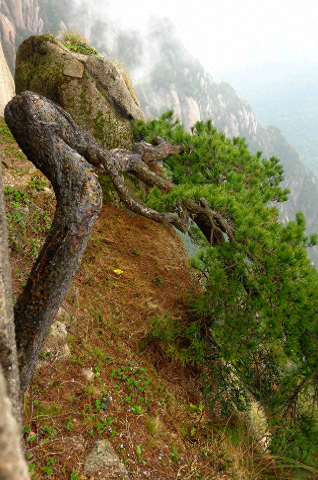 黄山自助游攻略(去黄山两个人大概多少钱)