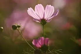 散文：能以自己喜欢的方式活着，就是人生中最大的幸福图片