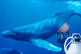 25美元限量销售，仍有人候补购买，鲸奶真的能喝吗，啥味道？图片