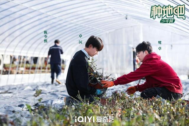 《种地吧》呼兰徐志胜差点花钱成乙方 全员搬运4000盆玫瑰