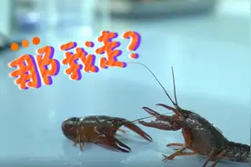 又到龙虾季！苏城小龙虾“体检”报告来啦图片