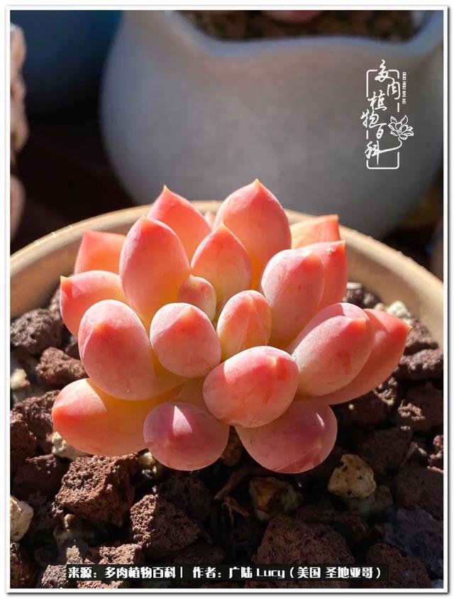疫情送给我的礼物:肉肉娃和狗狗娃