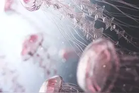 你是职场水母吗？小透明，泪点低，还有毒~图片