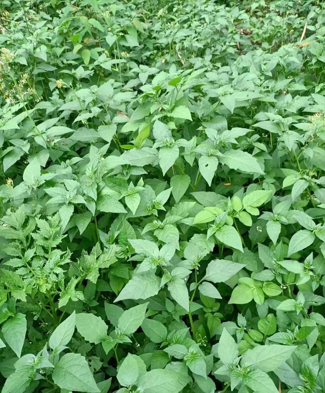 9种常见野菜的好处与吃法，作用一个比一个大，味道一个比一个鲜