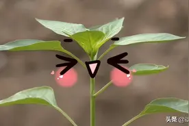 贵州新技术丨一颗种子的旅行图片