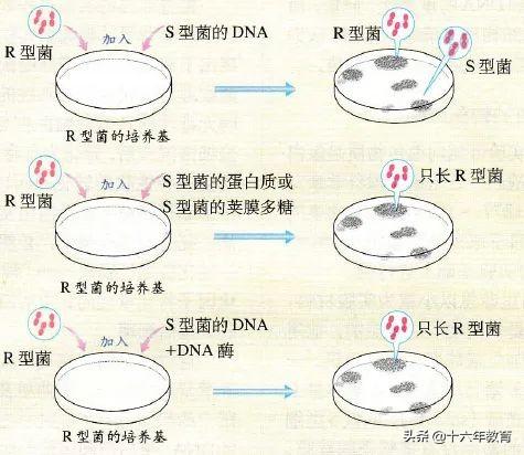 高中生物重要生化知识图解记忆（建议收藏）