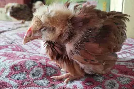 刚买回来的鸡不吃食怎么办？刚买的鸡怎么预防不生病？干货分享图片