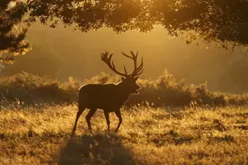 一网打尽-HashMap面试题图片