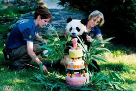 申请难度堪比申奥，熊猫如何在海外过上“明星生活”图片
