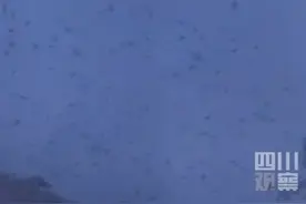 密密麻麻！四川绵竹上空疑现大量蝙蝠群，应急管理部门：正常现象图片