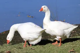 大鹅是最没用的家禽，长得慢产蛋少，村民为何还要养它？原来如此图片