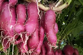 在空中养“红薯”，不费一粒土，种10棵收获80斤，家人够吃了图片