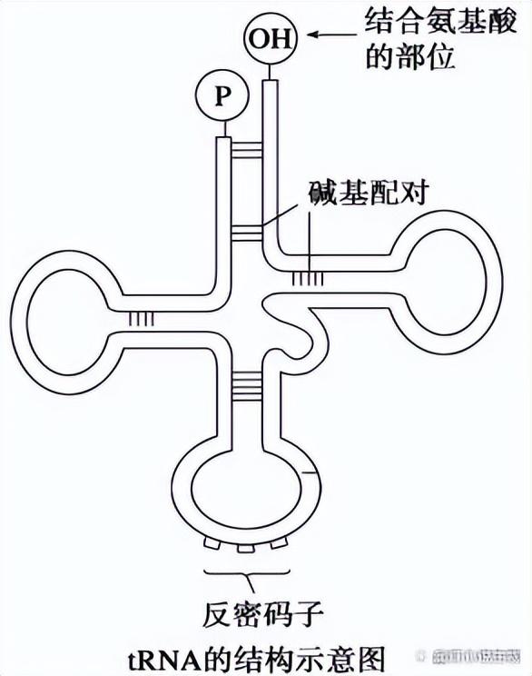高中生物-基因的本质与表达